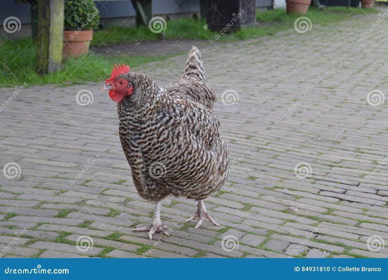Chicken road online in Netherlands