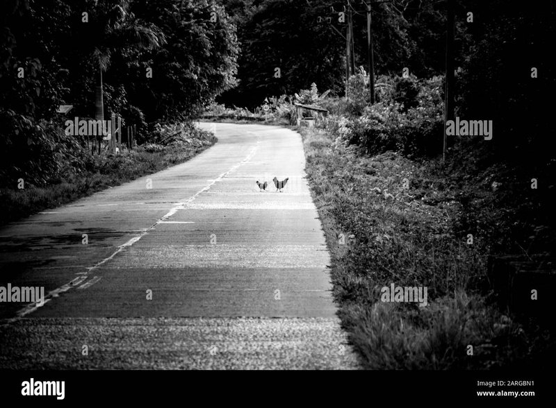 Descubre las Sorpresas de la Carretera del Pollo en Juegos en Línea de España in Spain