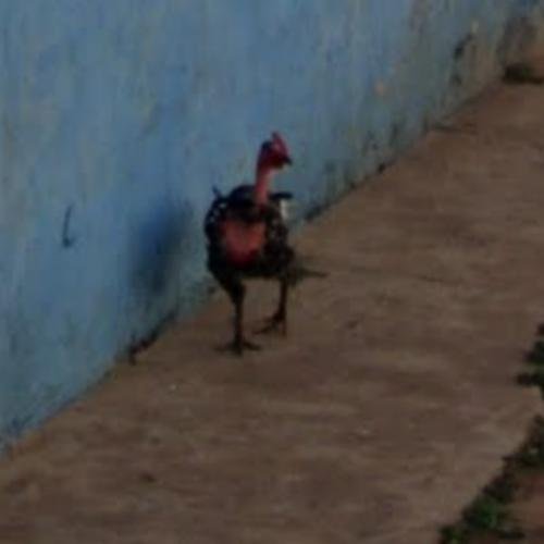 Image: Descubre la Experiencia Emocionante en el Casino de la Carretera de Pollo en